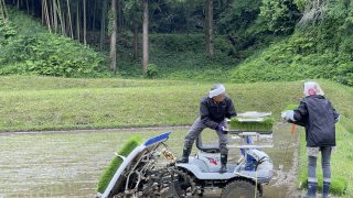 いよいよ田植え！ここから稲の生育がはじまります。～農薬不使用のお米作り～イセヒカリ