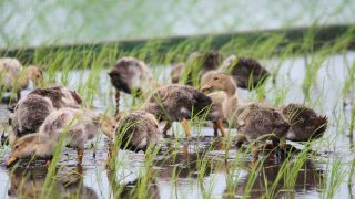 アイガモの雛がめっちゃ可愛い！「アイガモ農法米こしひかり」の放鳥会に行ってきた。