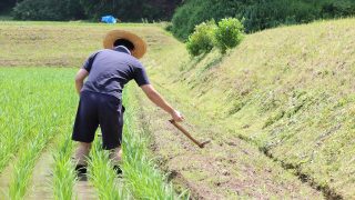 神様から頂いた幻のお米「イセヒカリ」の除草に行ってきた～農薬不使用のお米作り～