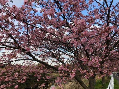 早咲きの桜も満開の木が増えてきました。