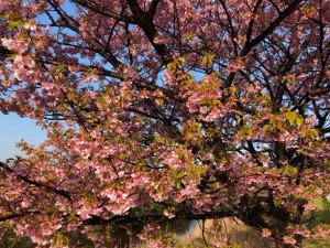 葉桜