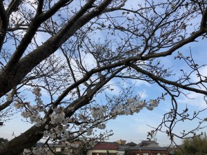 桜