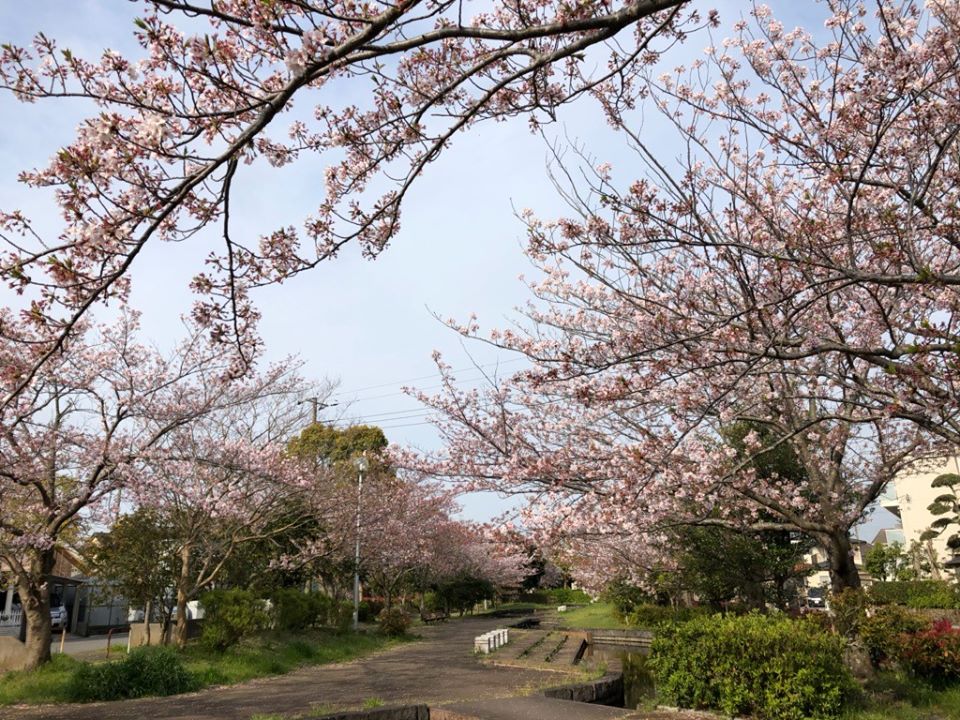 桜の季節には桜色のごはんで