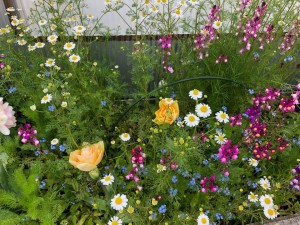 店先の花壇