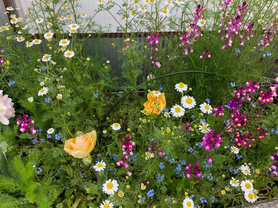 店先の花壇も満開です✨