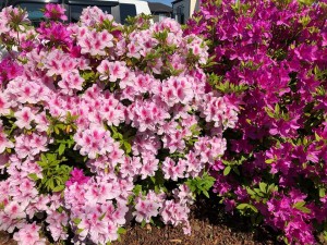つつじの花