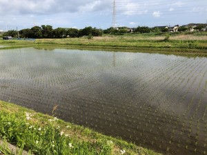 地域の田んぼ