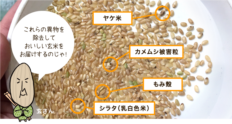ここまでやるの!? 石川商店の玄米選別