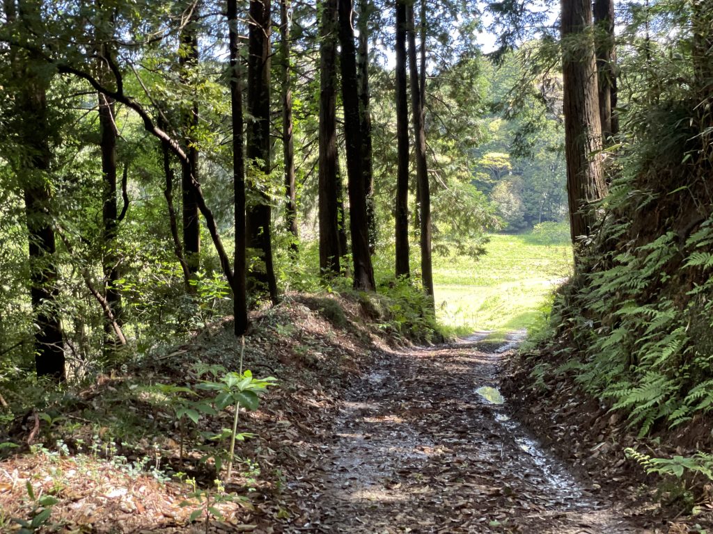 イセヒカリの栽培地域