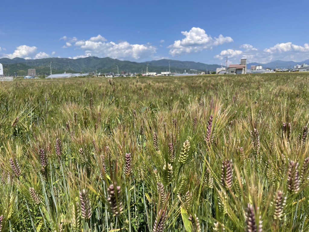 もち麦（ダイシモチ）の圃場