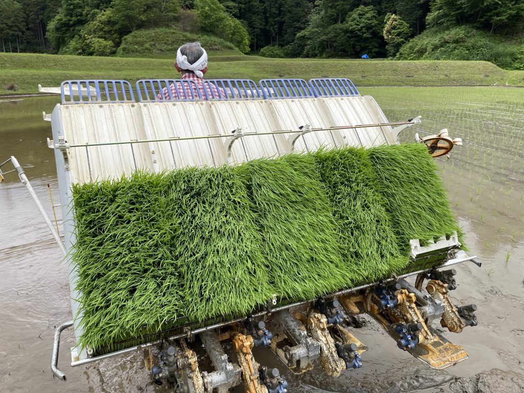 イセヒカリの田植え