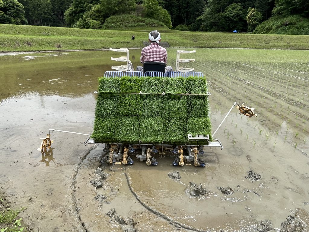 イセヒカリの田植えスタート