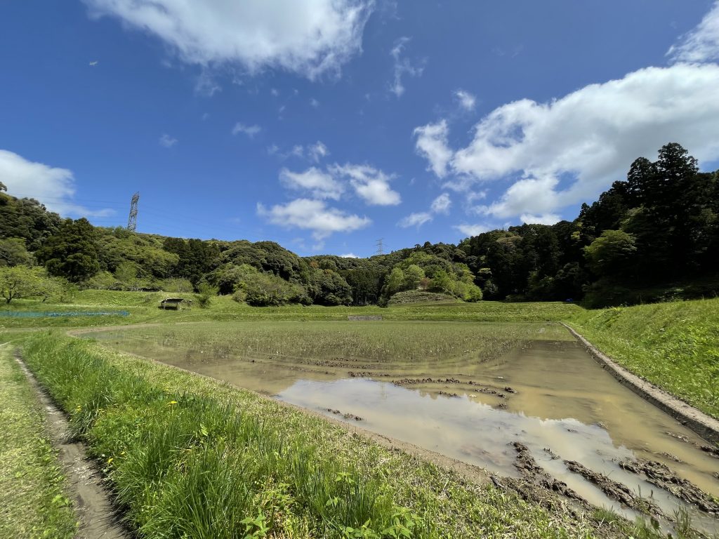 イセヒカリの田んぼ