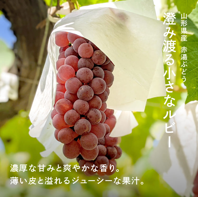 澄み渡る小さなルビー