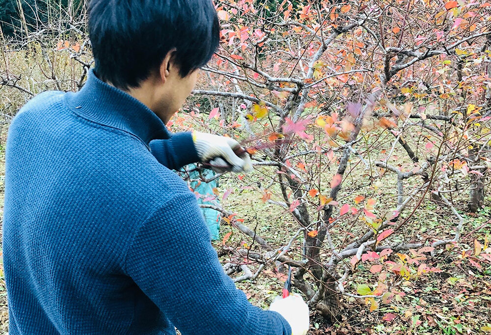 ブルーベリーの剪定作業