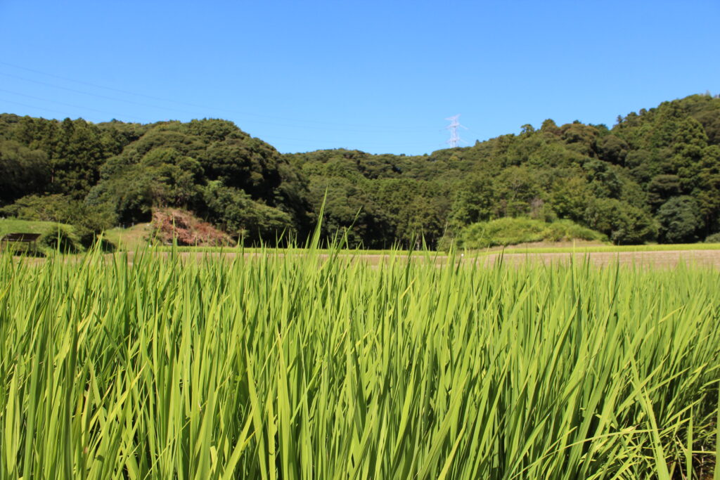イセヒカリの圃場