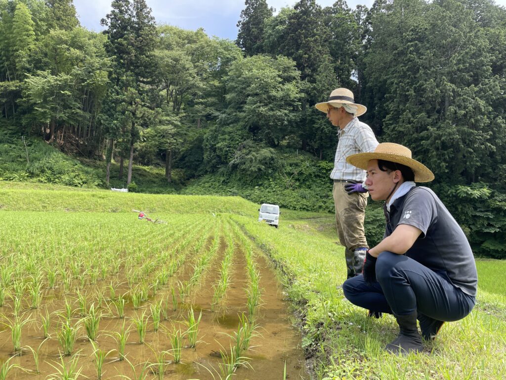 イセヒカリの田植え後