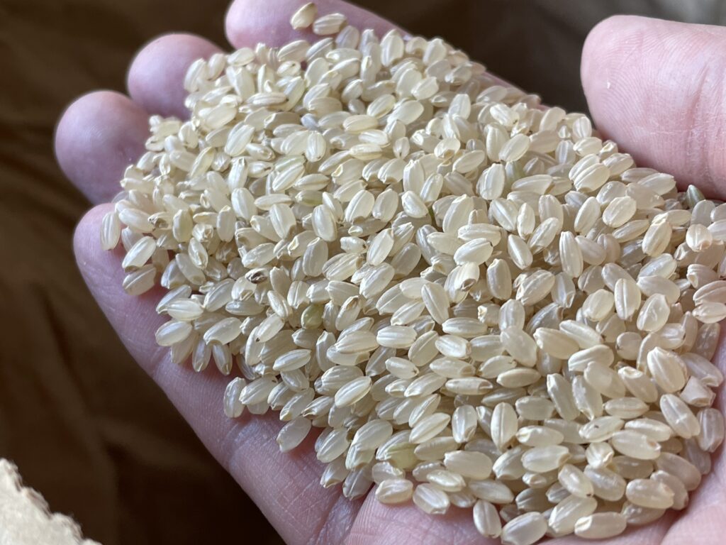 イセヒカリの玄米