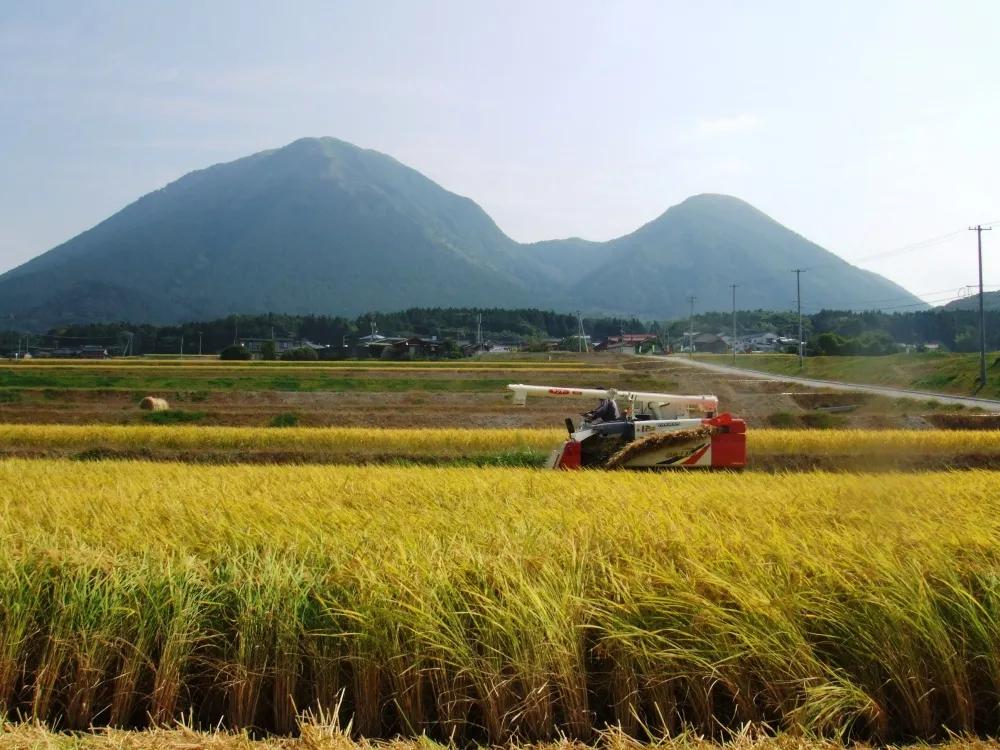 島根･自然農法の棚田コシヒカリ圃場