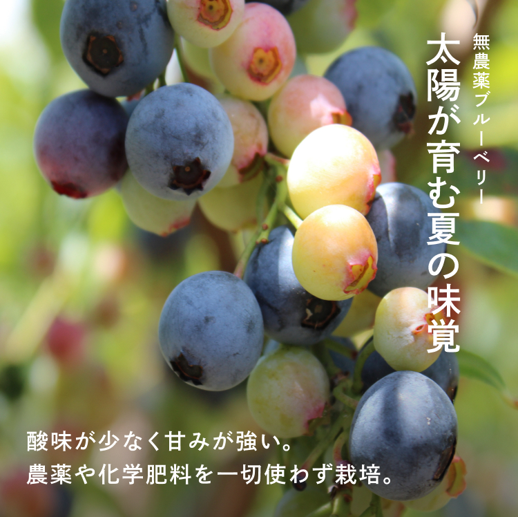 太陽が育む夏の味覚