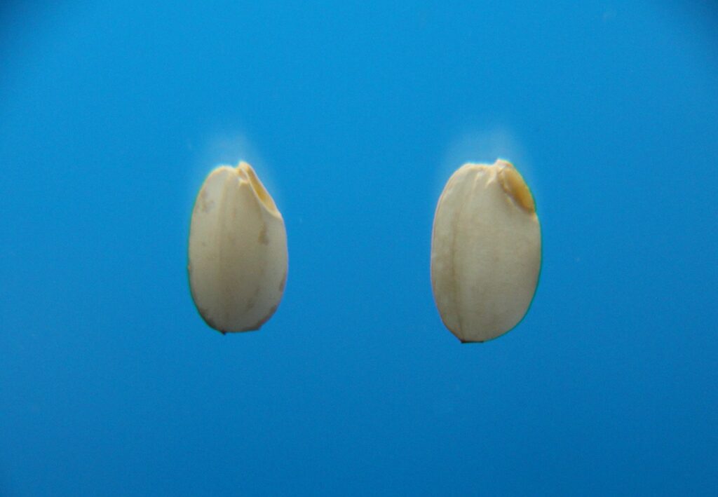 発芽玄米